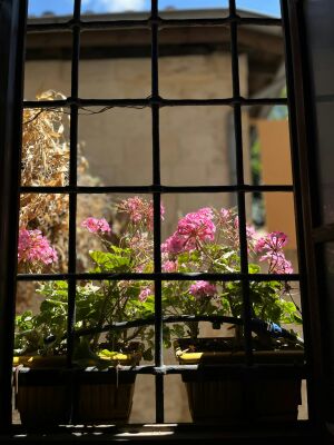 2_geranium.jpg