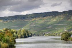 4_rhin.jpeg