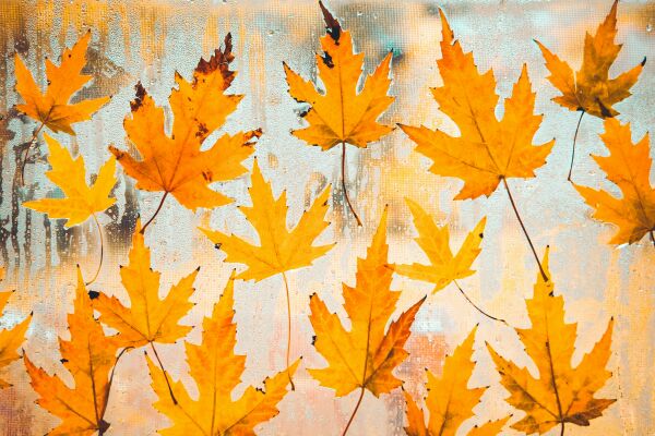 22_feuilles.jpg