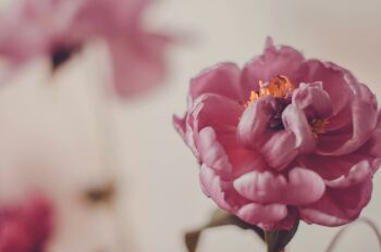 32_pivoine.jpg